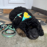 Bandana Ducklings