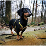 Max & Molly H-Geschirr Ruler