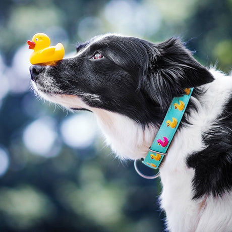 Max & Molly Smart ID Hundehalsband Ducklings