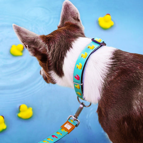 Max & Molly Smart ID Hundehalsband Ducklings