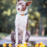 Max & Molly Smart ID Hundehalsband Ducklings