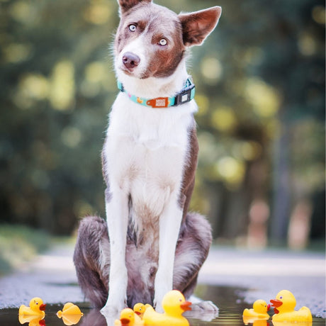 Max & Molly Smart ID Hundehalsband Ducklings