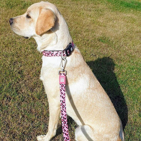 Max & Molly Smart ID Hundehalsband Leopard Pink