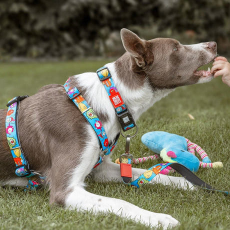 Max & Molly Smart ID Hundehalsband Little Monsters