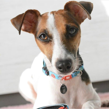 Max & Molly Smart ID Hundehalsband Little Monsters