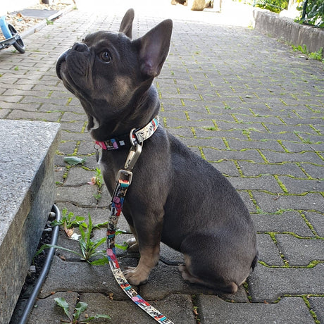 Max & Molly Smart ID Hundehalsband Missy Pop