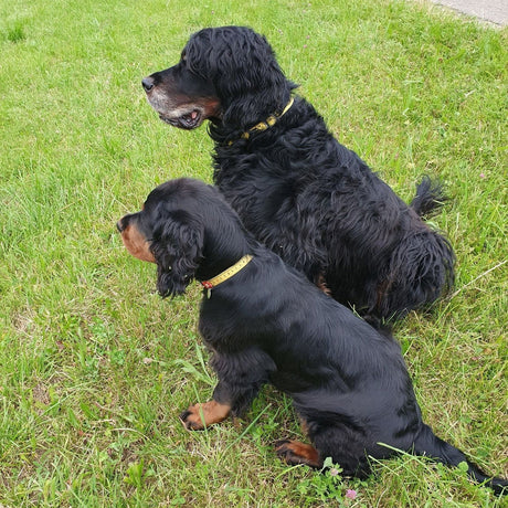 Max & Molly Smart ID Hundehalsband Ruler