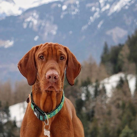 Max & Molly Smart ID Hundehalsband Vintage