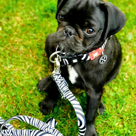 Max & Molly Smart ID Hundehalsband Zebra Classic