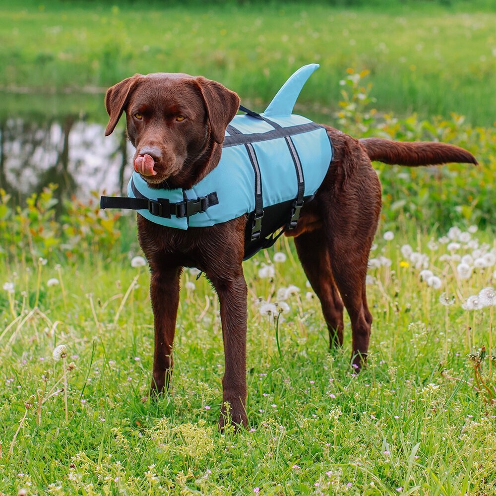 Hunde Schwimmweste Sharki mit Haifischflossen