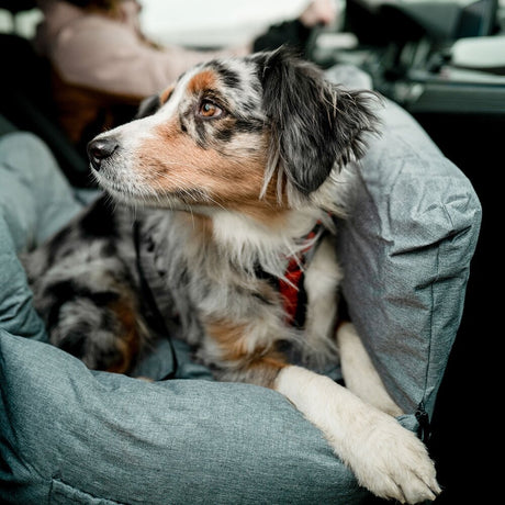 Autobett, Reisebett Bena für Hunde
