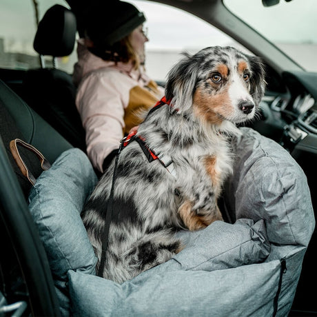 Autobett, Reisebett Bena für Hunde