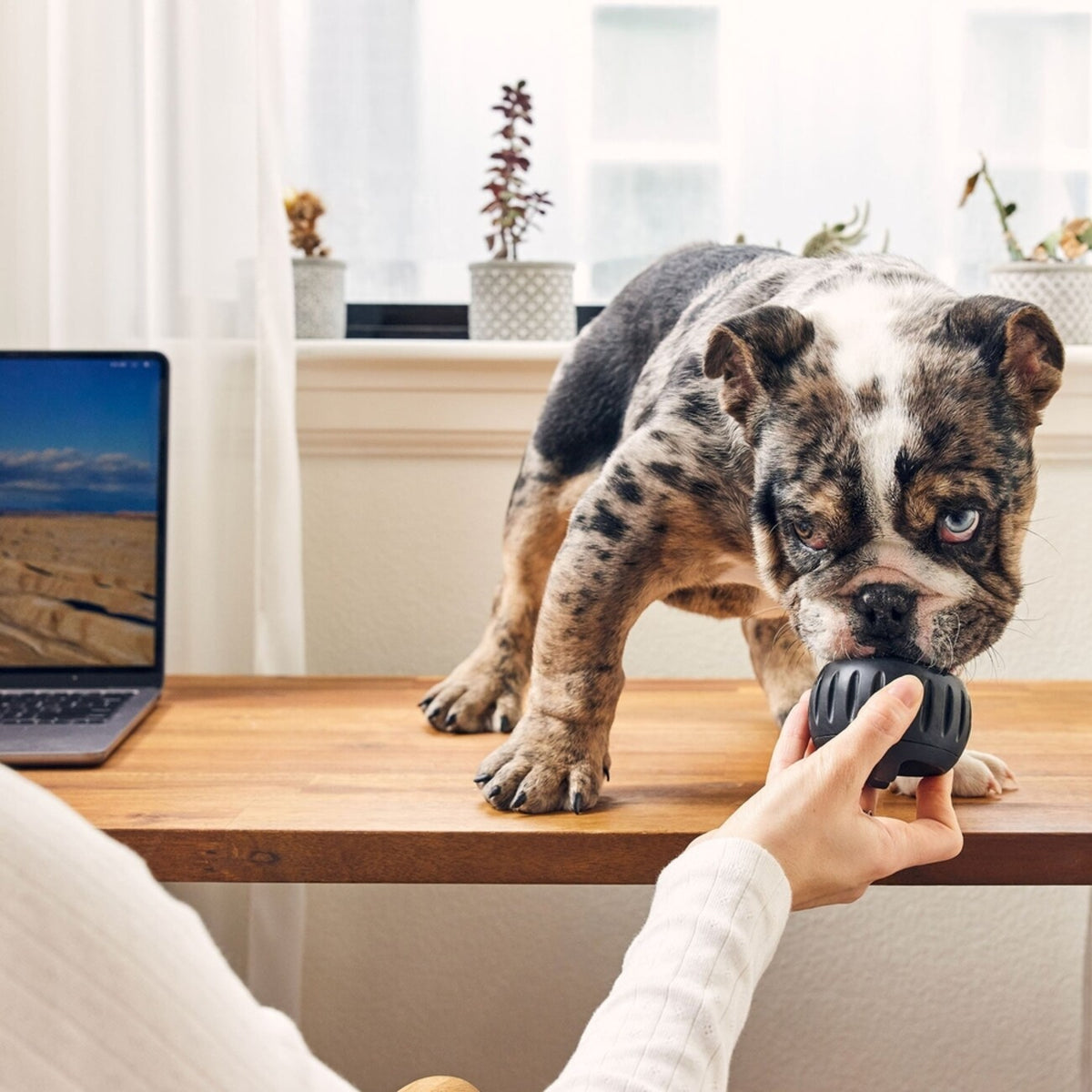 Pupsicle Power Chewer: Kühlender Schleckspaß für deinen Hund 🐶