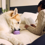 Pupsicle Lavendel: Kühlender Schleckspaß für deinen Hund 🐶