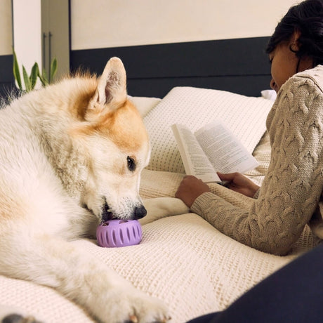 Pupsicle Lavendel: Kühlender Schleckspaß für deinen Hund 🐶