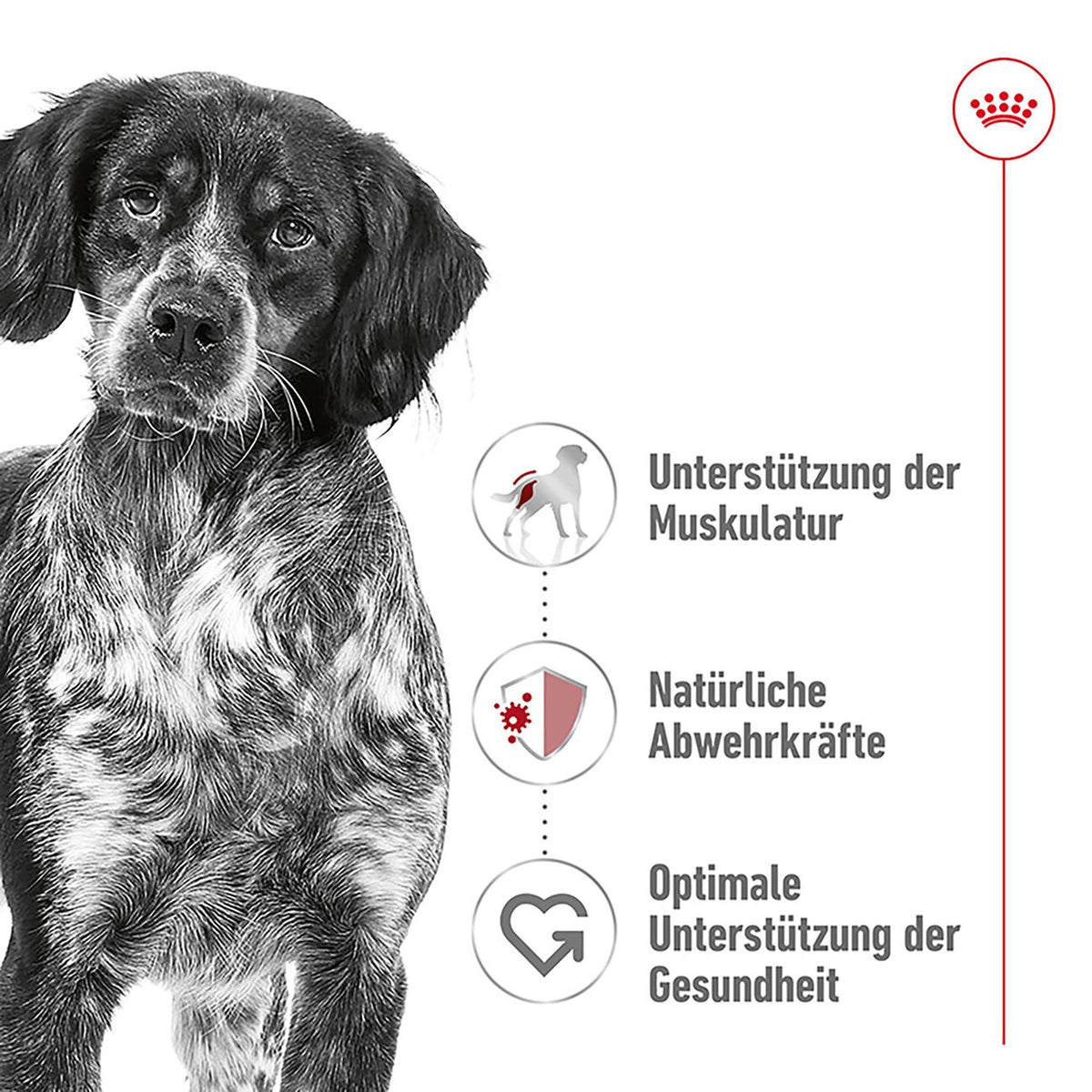 Royal Canin Medium Adult Trockenfutter für mittelgroße Hunde