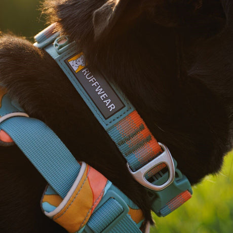 Front Range Collar Hundehalsband 2.0