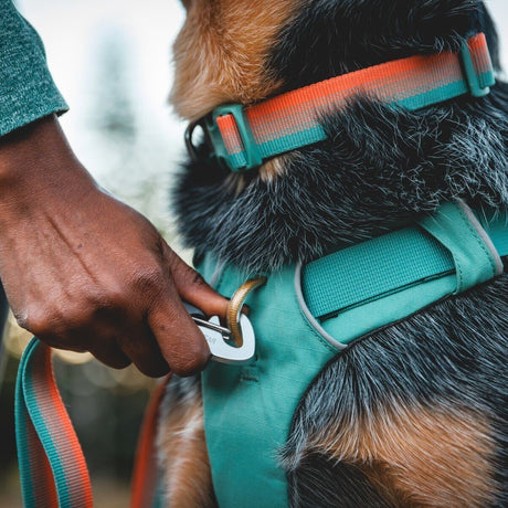 Front Range Collar Hundehalsband 2.0