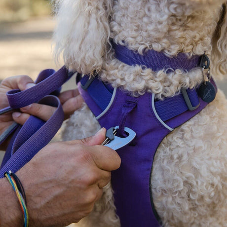 Front Range Harness Hundegeschirr 2.0