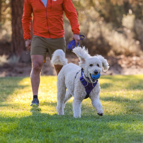 Front Range Harness Hundegeschirr 2.0