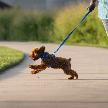 Front Range Harness Hundegeschirr 2.0