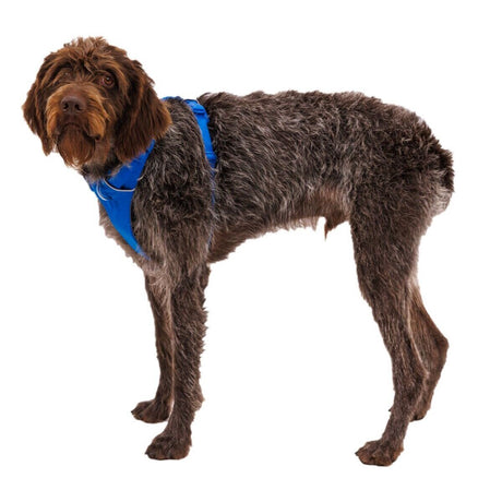 Front Range Harness Hundegeschirr 2.0