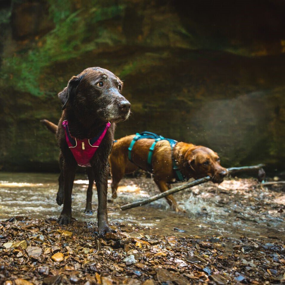 Ruffwear Hundegeschirr Flagline