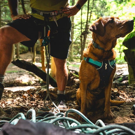 Ruffwear Hundegeschirr Flagline