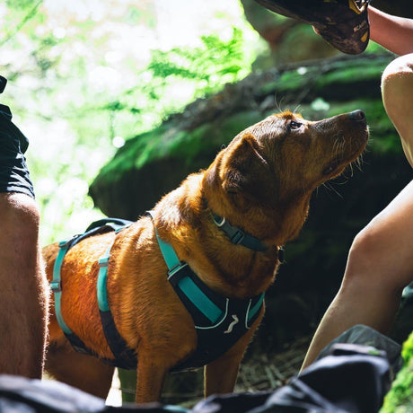 Ruffwear Hundegeschirr Flagline