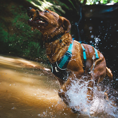 Ruffwear Hundegeschirr Flagline
