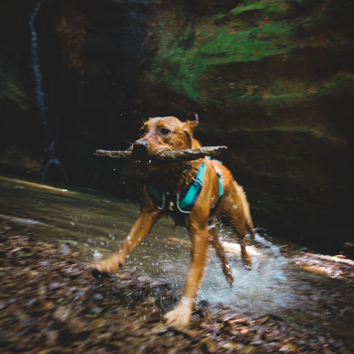 Ruffwear Hundegeschirr Flagline