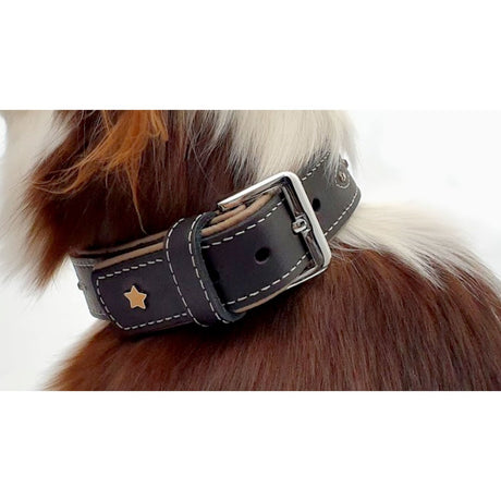 Sternfalbe Lederhalsband für Hunde