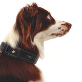 Sternfalbe Lederhalsband für Hunde