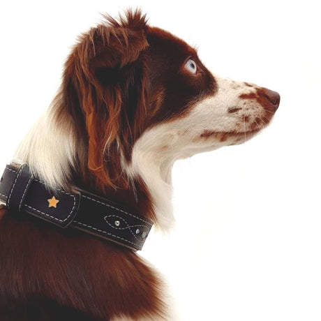 Sternfalbe Lederhalsband für Hunde