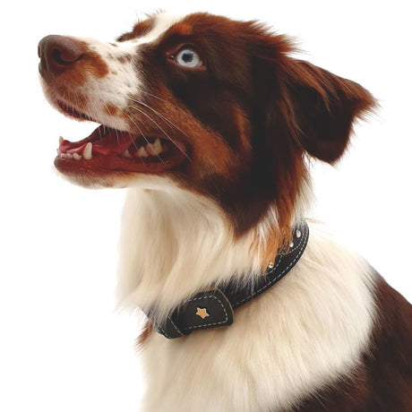 Sternfalbe Lederhalsband für Hunde