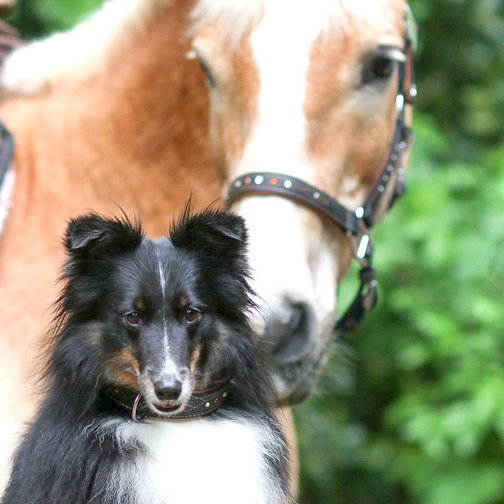 Sternfalbe Lederhalsband für Hunde