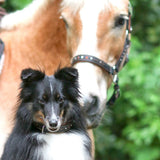 Sternfalbe Lederhalsband für Hunde