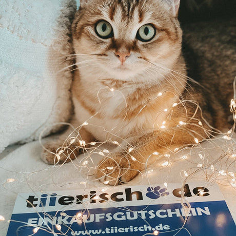 tiierisch.de Einkaufs Gutschein zum Verschenken