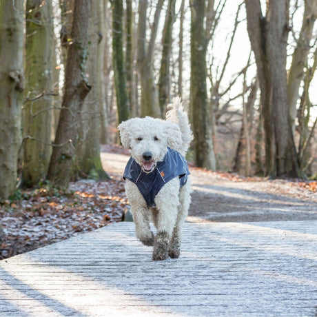 BE NORDIC Hunde Regenmantel Husum wasserdicht