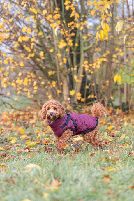 Geschirr-Wintermantel für Hunde Pirou