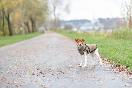Geschirr-Wintermantel für Hunde Pirou