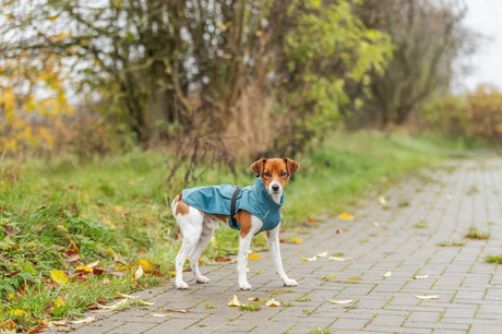 Hunde Regenmantel Vimy mit Bauchschutz