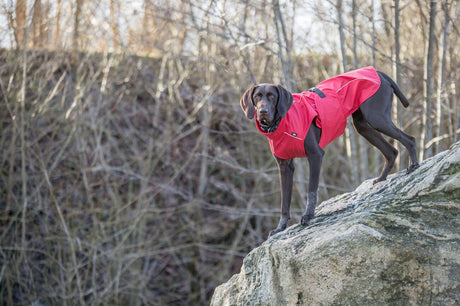 Hunde Regenmantel Vimy mit Bauchschutz
