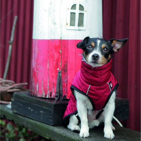 Hundewintermantel Minot