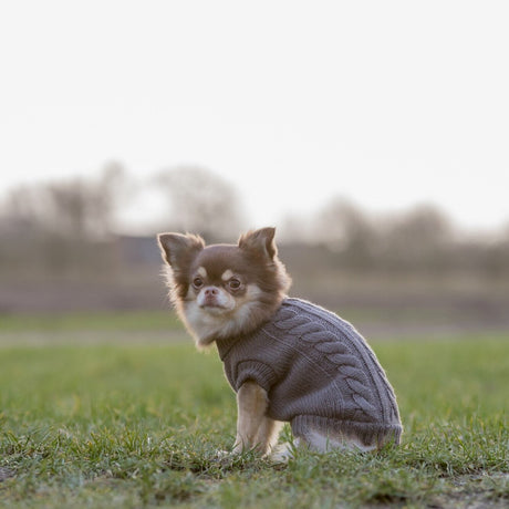 Hundepullover Kenton