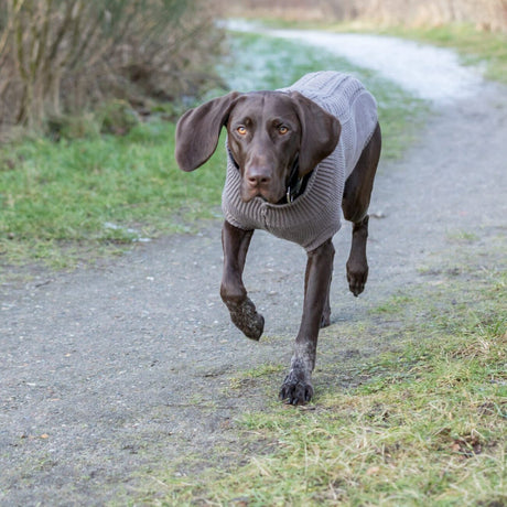 Hundepullover Kenton