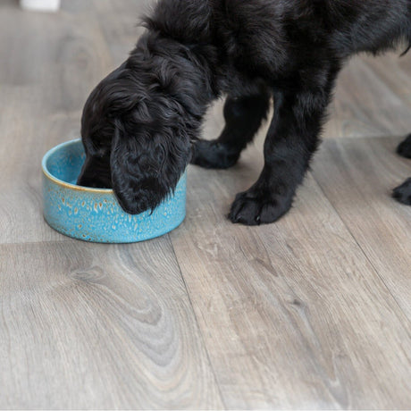 Keramiknapf für Hunde
