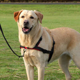 Trixie Lead'n'Walk Soft Erziehungsgeschirr