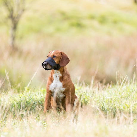 Maulschlaufe für Hunde