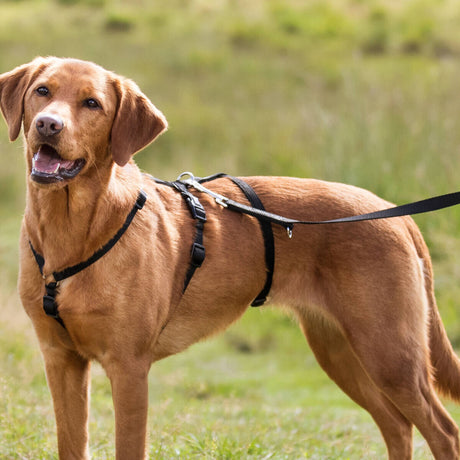 Panikgeschirr Stay für Hunde